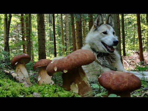 Видео: 3 серпня Недоторканий ГРИБНИЙ ЛІС