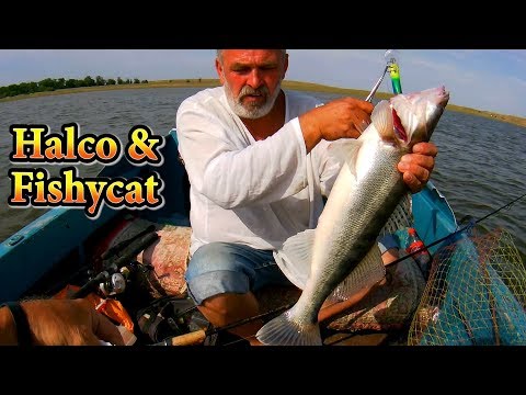 Видео: ГЛУБОКИЙ ТРОЛЛИНГ НА АХТУБЕ 2019, СУДАК ЛЮБИТ HALCO XDD и FISHYCAT, ДЖИГ УСТУПАЕТ