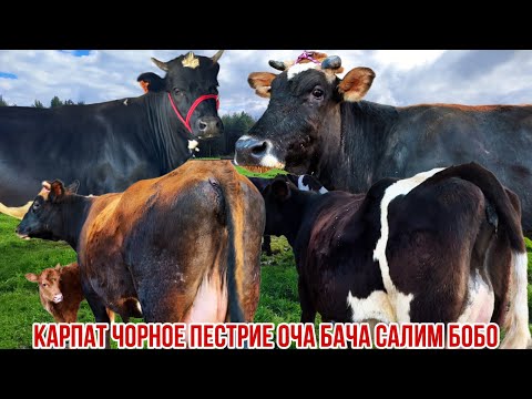 Видео: 3 сар моли оча бача дачаи Ғозиен Салии бобо 11 ноября 2025 г.