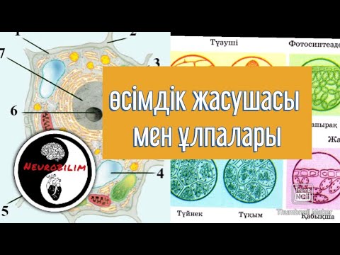 Видео: Өсімдік жасушасы мен ұлпалары! ҰБТ биология