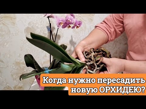 Видео: Когда ПЕРЕСАДИТЬ новую ОРХИДЕЮ?