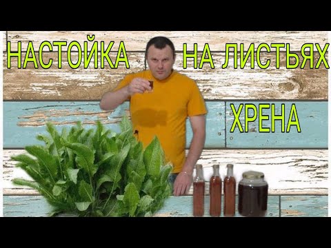 Видео: ЛЕКАРСТВЕННАЯ НАСТОЙКА НА ЛИСТЬЯХ ХРЕНА