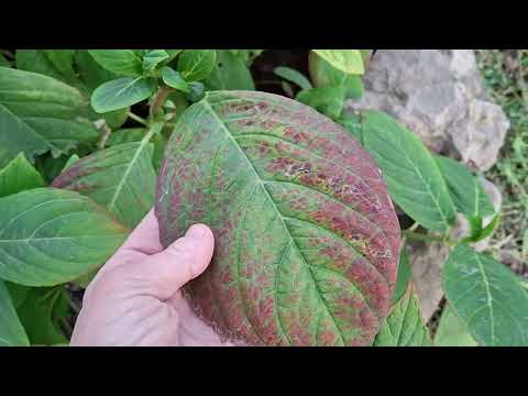 Видео: Обрезка Крупнолистной  гортензии осенью. 