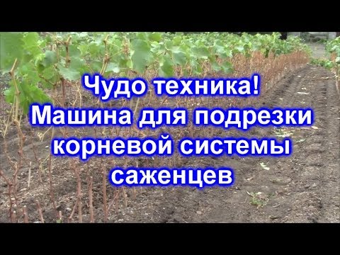 Видео: Машина для подрезки корневой системы саженцев