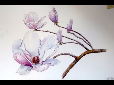 Видео: Акварель: Белая Магнолия