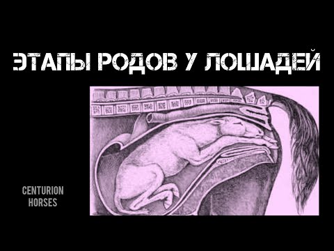 Видео: Все этапы родов (выжеребки) у лошадей