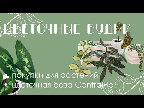 Видео: Покупки для комнатных растений с Озона, новые горшки, растение мечты и цветочная база CentralFlo.