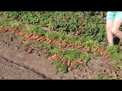 Видео: Урожай моркови - одни кренделя