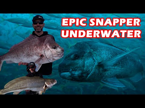 Видео: КАК ПОПАТЬ СНЭППЕРА И БЕЗУМНЫЕ ПОДВОДНЫЕ ВИДЕО | ЖИВЫЕ НАЖИМКИ | ЗАТОНУВШИЕ СУДНА В ЗАЛИВЕ МОРЕТО...