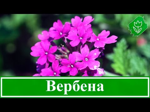 Видео: Цветок вербена – выращивание из семян, уход и посадка вербены