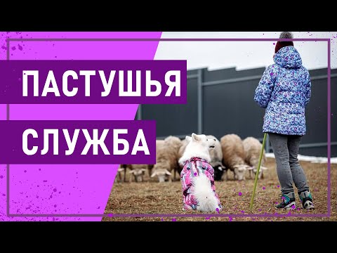 Видео: Вот это спорт! ПАСТУШЬЯ СЛУЖБА