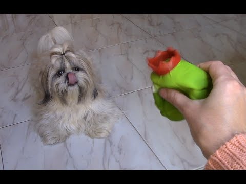 Видео: Забавные моменты из жизни ши тцу :)