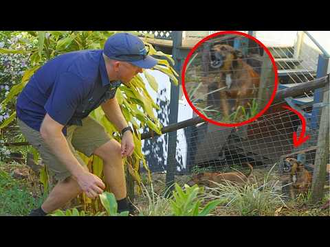 Видео: Безумный улов | 3 ядовитые змеи против злых собак