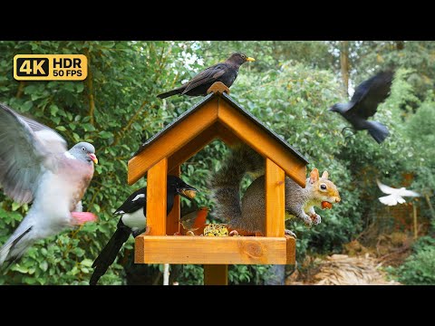 Видео: Кино Для кошек и собак 😸 Белки посещают птичий домик 🕊️🐿️ птички для кошек