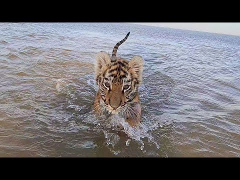 Видео: Тигрята на море / Tiger Cubs at Novosibirsk Sea