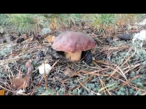 Видео: Белый гриб не устает удивлять. Лисички далеко не отошли тоже. Выход с друзьями.