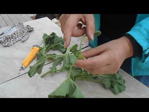 Видео: черенкование пеларгонии в октябре