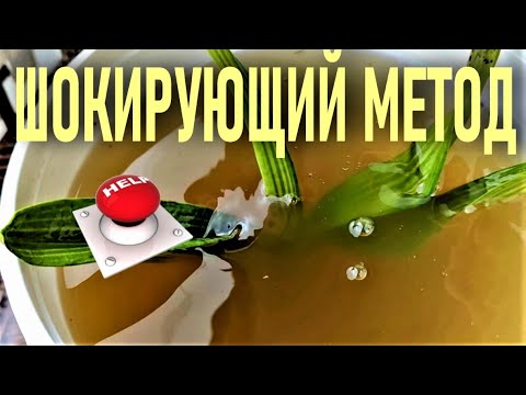 Видео: ШОКИРУЮЩИЙ МЕТОД ВОССТАНОВЛЕНИЯ ОРХИДЕЙ. СЛАБОНЕРВНЫМ НЕ СМОТРЕТЬ! УТОПИЛА ОРХИДЕЮ В НАСТОЕ, А ОНА..