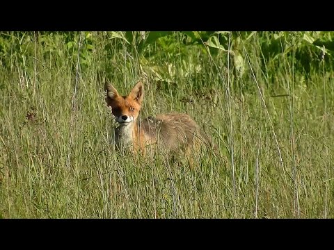 Видео: Выезд по чермету и не только #340