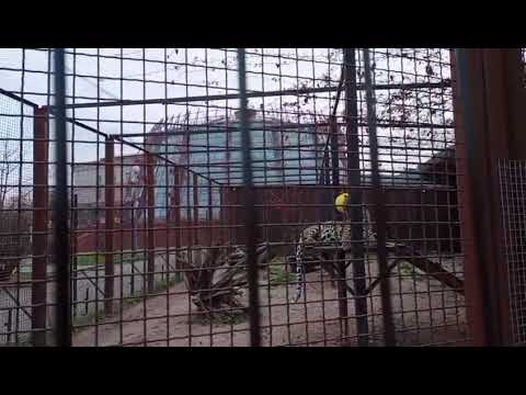 Видео: Поршик 06 11 2025 Видео от Ивана