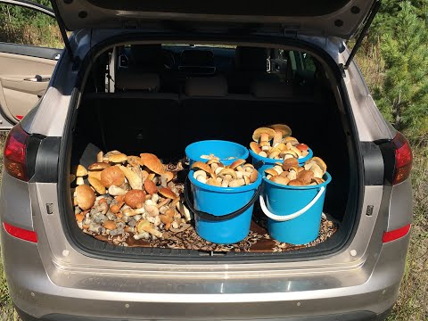 Видео: Куда не плюнь кругом Белые грибы я уже отворачивался чтобы не идти к ним :) #ХМАО