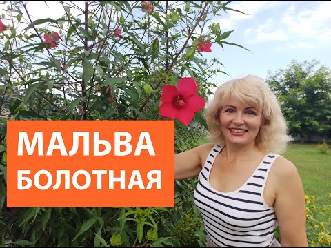 Видео: ГИБИСКУС. Гибискус болотный выращивание и уход.