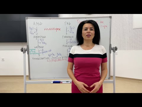 Видео: Обмяна на пуринови нуклеотиди / Metabolism of purine nucleotides