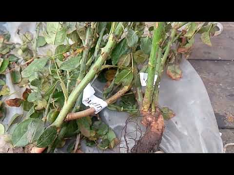 Видео: Розпаковка нових саджанців троянди. # троянди