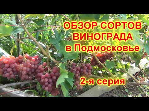 Видео: ч 2  СОРТА ВИНОГРАДА созревающие в ПОДМОСКОВЬЕ  2 я серия. Велес, Супер-Экстра, Зарница