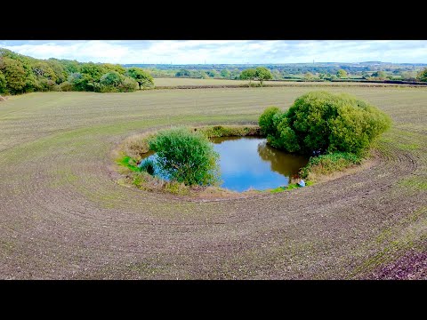 Видео: Могу ли я поймать самого большого карпа в пруду?