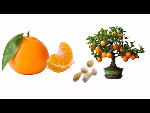 Видео: МАНДАРИН🍊дәнінен ӨСІРУ ❗️1-бөлім #мандарин #бөлмегүлдері