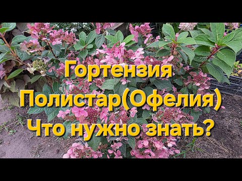 Видео: Гортензия Полистар Особенности выращивания и обрезки.