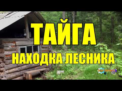 Видео: НАХОДКА ЛЕСНИКА | ТАЙГА