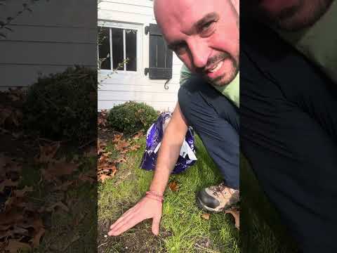 Видео: технология за затревяване с тревни смески !