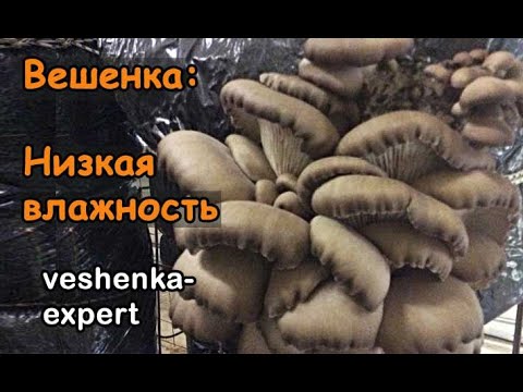 Видео: Вешенка - как определить недостаток влажности