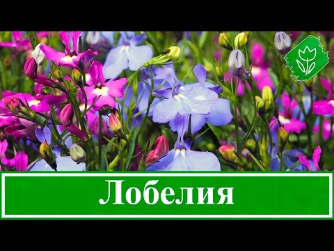 Видео: Цветок лобелия – выращивание из семян, посадка и уход