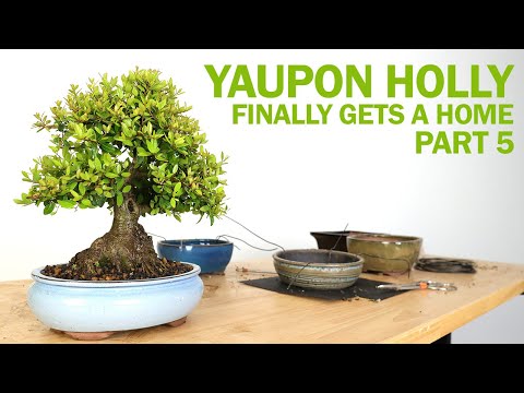 Видео: Бонсай из остролиста Япона — Часть 5 (Наконец-то обретает дом)