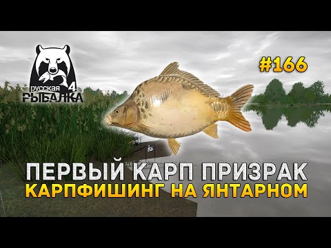 Видео: Первый Карп Призрак. Карпфишинг на Янтарном - Русская Рыбалка 4 #166