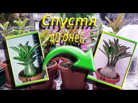 Видео: Адениумы спустя 40 дней.
