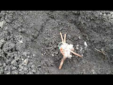 Видео: Правила посадки, ухода, обрезки травянистых пионов  и ИТО гибридов пиона 💯🏵️