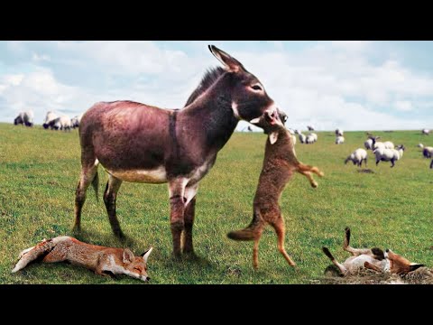 Видео: Он опаснее любой СОБАКИ! Защитник фермы, о котором молчат все фермеры!