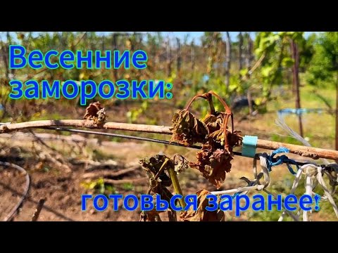 Видео: Весенние заморозки: как избежать вымерзание винограда, советы специалиста