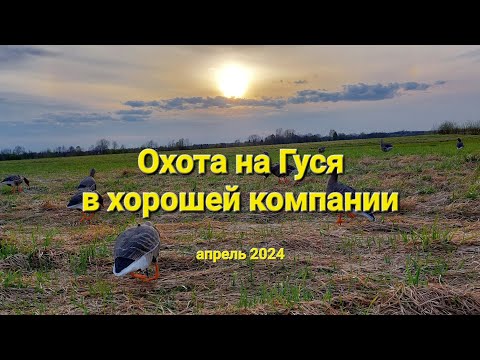 Видео: Охота на гуся в хорошей компании