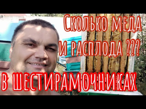 Видео: Сколько меда и расплода в шестирамочнике? Египтянин с большим пузом на пасеке!!!