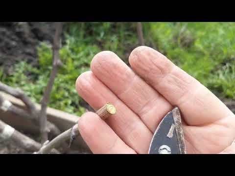 Видео: Первые прививки 2022 года. Черным в черное.