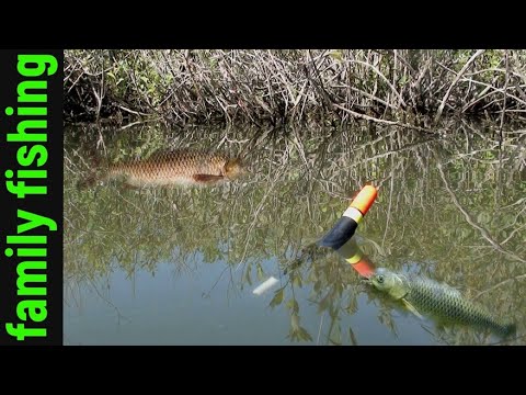 Видео: ЛУЖА 30 см КИШИТ РЫБОЙ! Рыбалка на Белый амур на поплавочную удочку и сход.#рыбалка#familyfishing#
