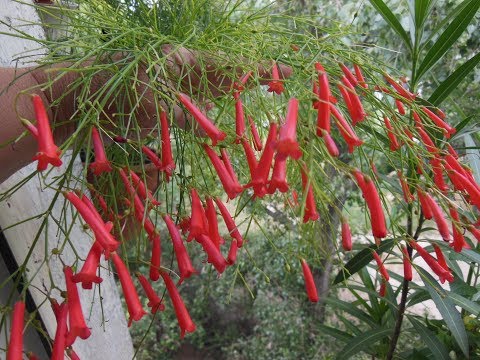 Видео: #Русселия - коралловое ожерелье, растение фейерверк, цветочный водопад.