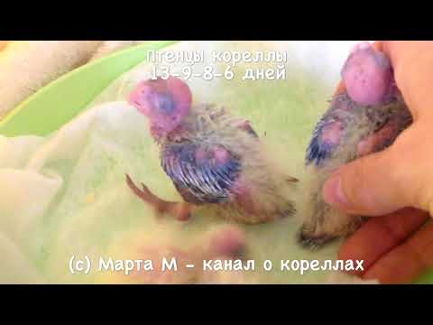 Видео: 4-5 Птенцам 13-9-8-6 дн. Застукала Ричу. Корелла выщипывает птенцов в гнезде. асмр