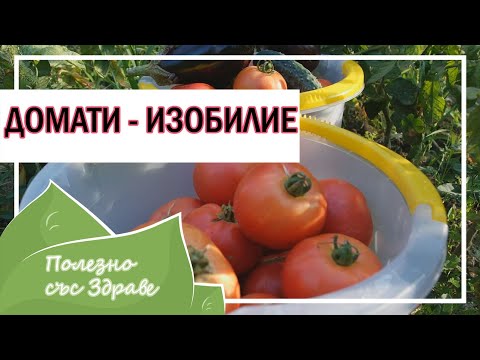 Видео: Как увеличить урожай томатов: Правильная посадка и правильные соседи