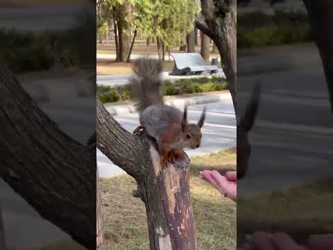 Видео: Белочка на речном вокзале 😍 #москва #мск #животные #мило #белочка #речнойвокзал #парк #рекомендации